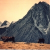 La montagna - 1994, cm. 100x100