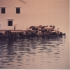 Omaggio alle nuove libertà dell'est - 1990, cm. 100x100