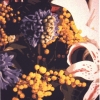 La mimosa - 1995, cm. 50x100
