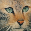 Il gatto - 2001, cm. 100x100