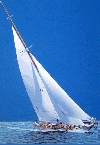 'Candida' 2005, cm. 70x100