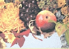 'La grande mela (l'autunno)' 2001, cm. 70x50