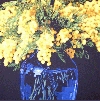 'Le mimose' 2004, cm. 100x100