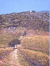 'La quercia del quadrivio' 2006, cm. 60x80