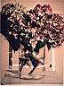 'Le ortensie sulla sedia bianca' 1996, cm. 60x80