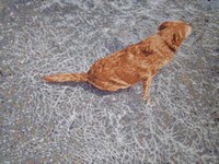 Quando l'acqua è ghiacciata